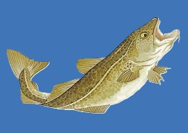 Klubbens tradisjonelle torskeaften  - kjempeflott fest!